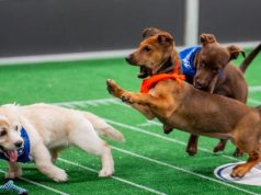 Can you bet on the Puppy Bowl? We tackle the ruff Animal Planet question